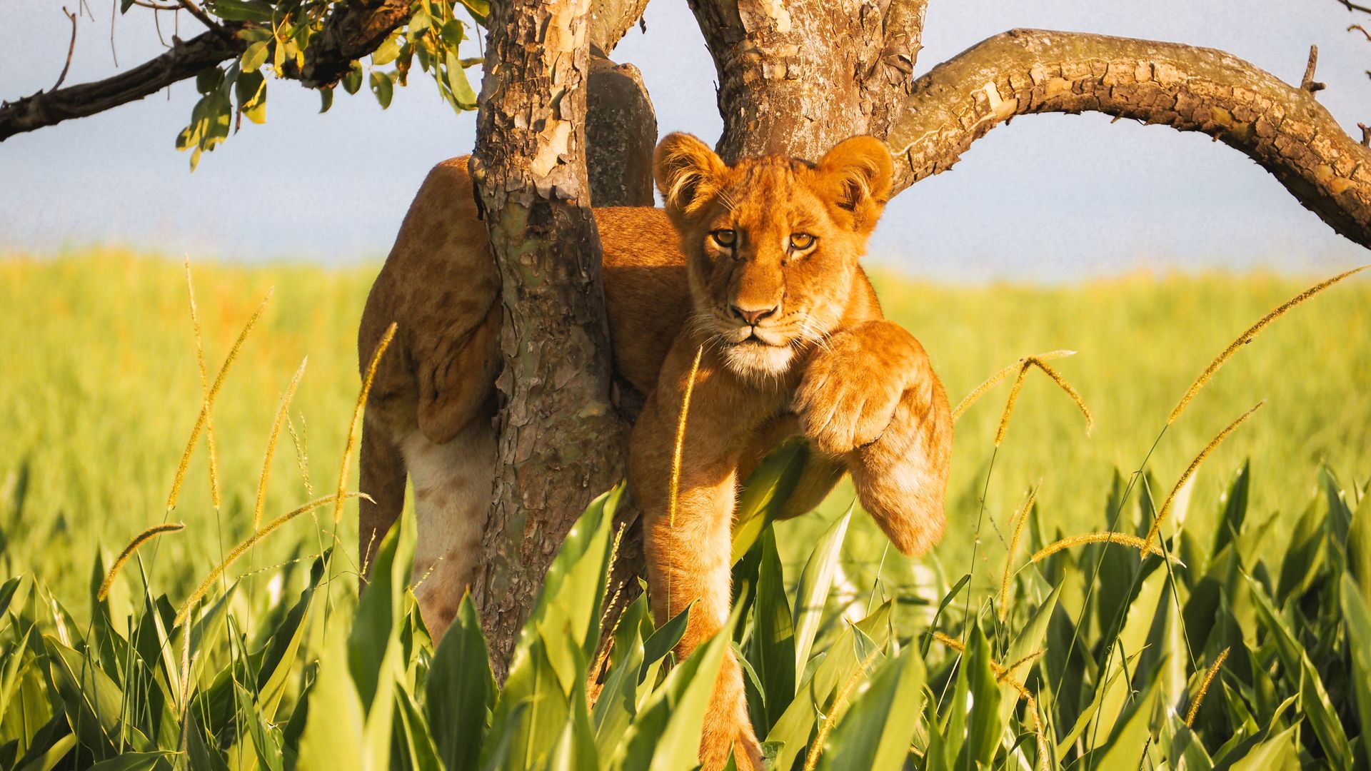 Papa's Camp » Oeganda » Matoke Tours